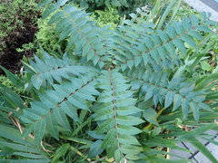 Ailanthus altissima