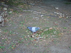 Columba livia domestica
