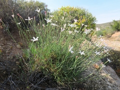 Dianthus namaensis