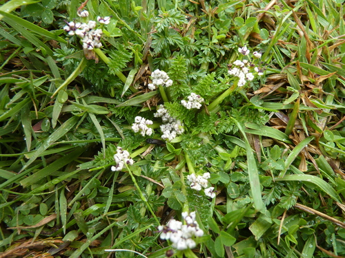 Haplosciadium abyssinicum image