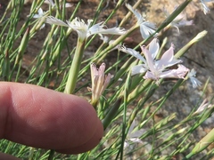 Dianthus namaensis