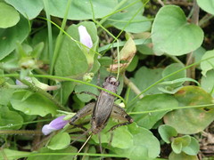 Loxoblemmus