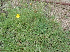 Hypochaeris radicata