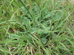 Hypochaeris radicata