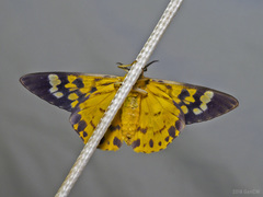 Dysphania bivexillata