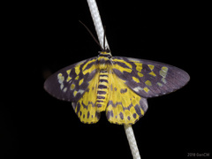 Dysphania bivexillata