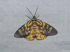Dysphania bivexillata