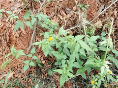 Bidens pilosa pilosa