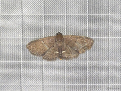 Nechesia albotentata