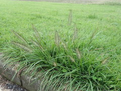 Cenchrus alopecuroides