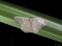 Bulonga schistacearia