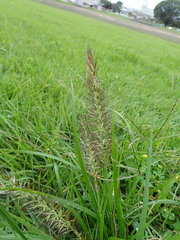 Cenchrus alopecuroides