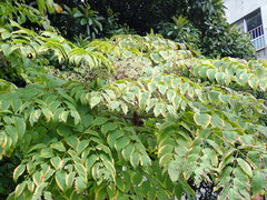 Aralia elata