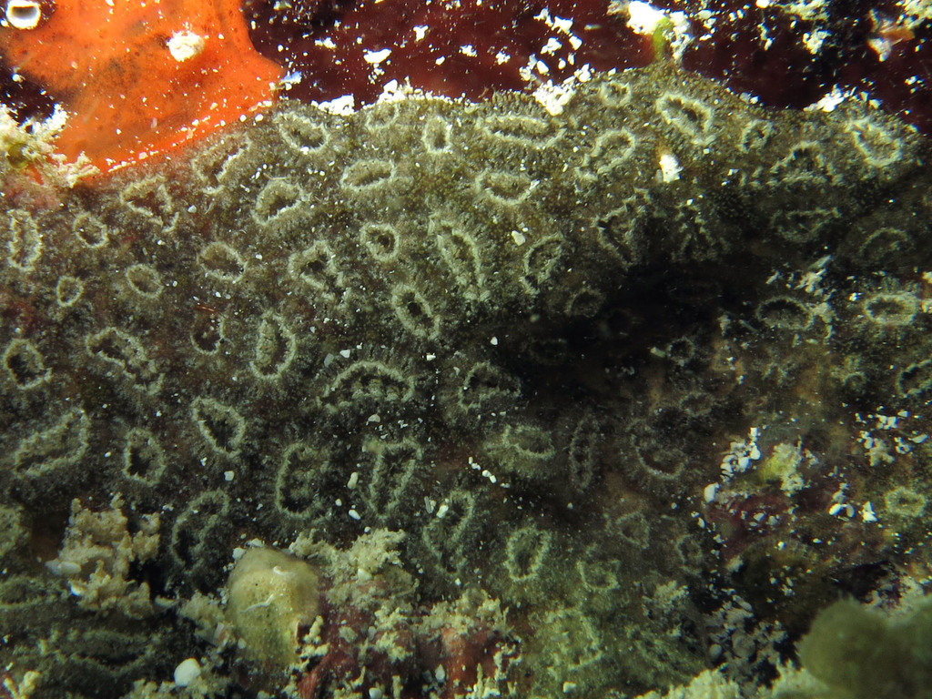Botryllus arenaceus