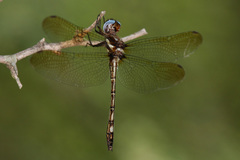 Macrothemis imitans