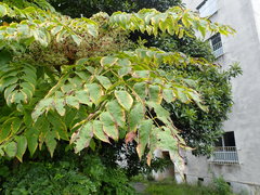 Aralia elata