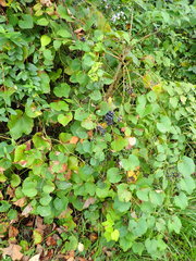 Vitis ficifolia