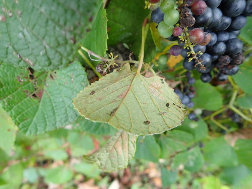 Image of Vitis ficifolia by (c) Yoshihiro Tokue, some rights reserved (CC BY)