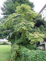 Aralia elata