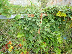 Amphicarpaea edgeworthii