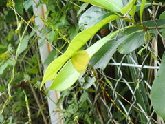 Eurema mandarina
