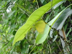 Eurema mandarina