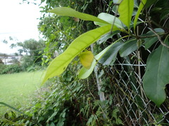 Eurema mandarina