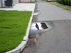 Corvus corone orientalis