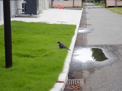 Corvus corone orientalis