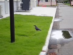 Corvus corone orientalis