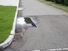 Corvus corone orientalis