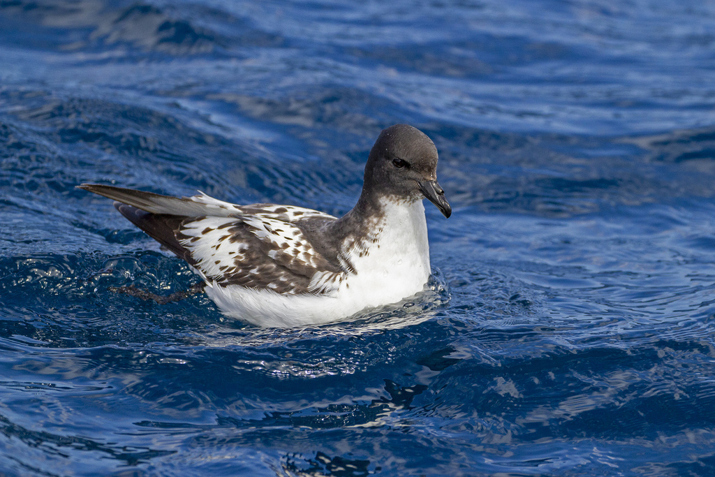 Pintado Petrel photo