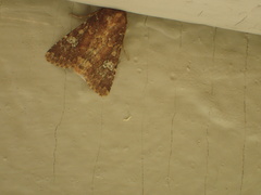 Sideridis congermana