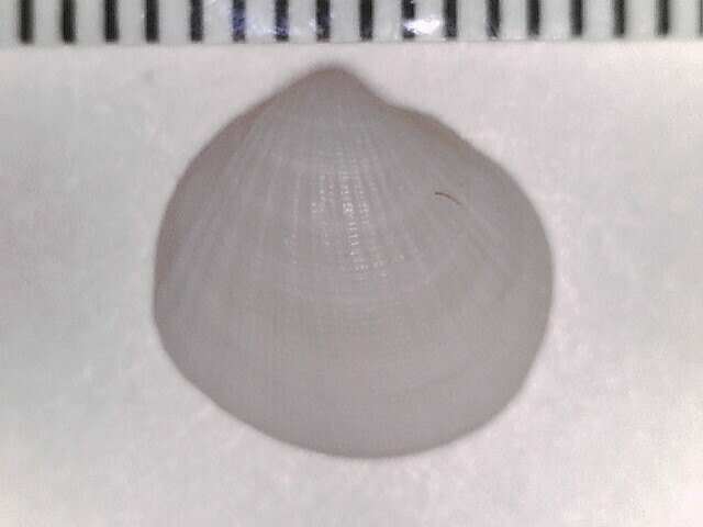 Clathrolucina