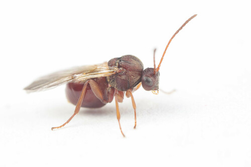 Beaked Spindle Gall Wasp photo 2