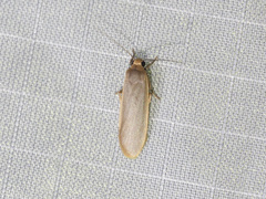 Danielithosia