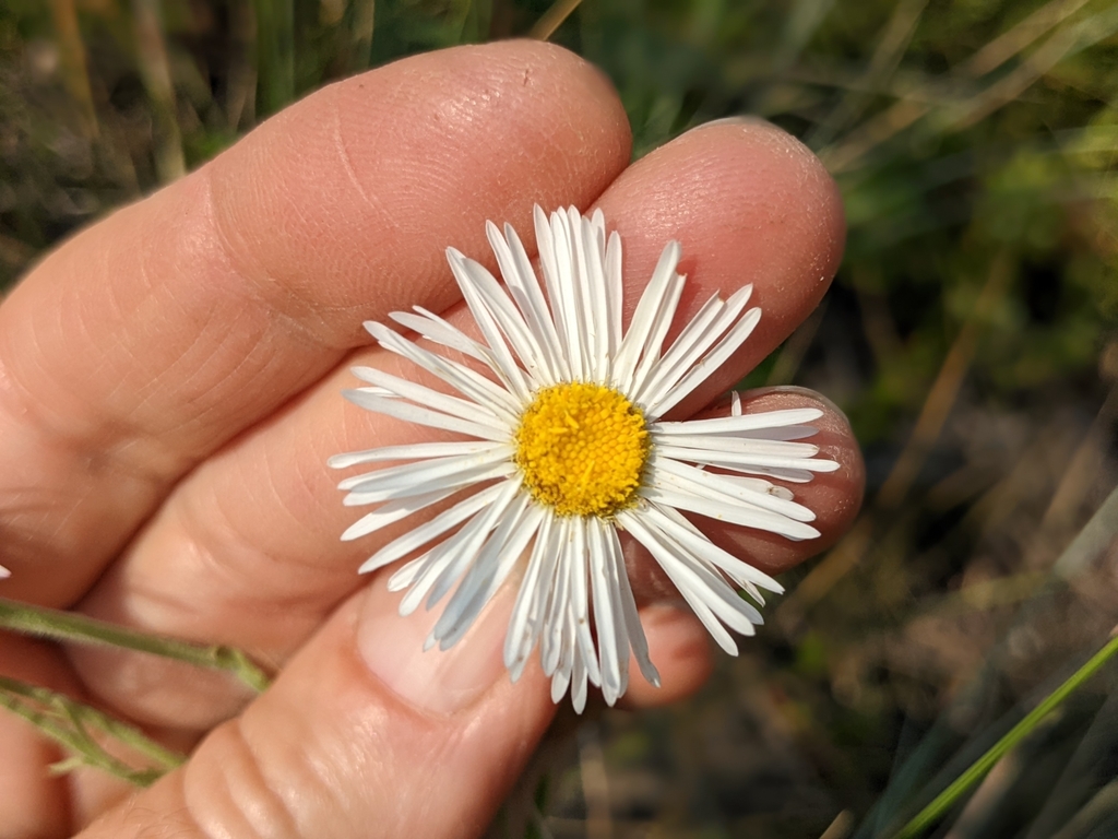 Pseuderigeron