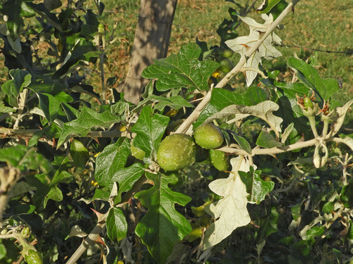 soda-apple nightshade