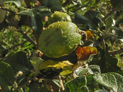 soda-apple nightshade