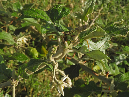 soda-apple nightshade