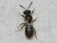 Lasioglossum illinoense