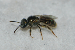Lasioglossum illinoense
