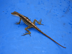 Lvnch's Anole photo 4