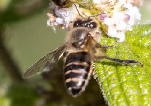 Honey Bee