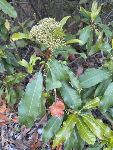 Photinia serratifolia