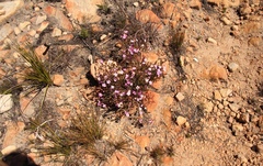Acmadenia sheilae