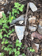 Leiobunum viridorsum