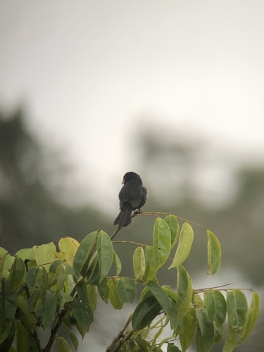 Nicaraguan Seed Finch (Sporophila nuttingi), photo 9