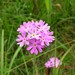 Primula farinosa - Photo (c) naturalhistoryman, algunos derechos reservados (CC BY-NC-ND)