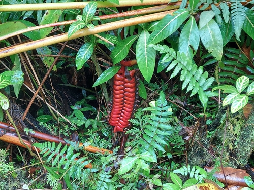 Image of Heliconia mariae by (c) florawhite, some rights reserved (CC BY)